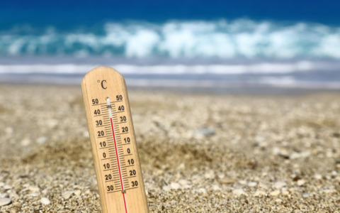Gelso e alberi, le scelte dei vivai contro il caldo