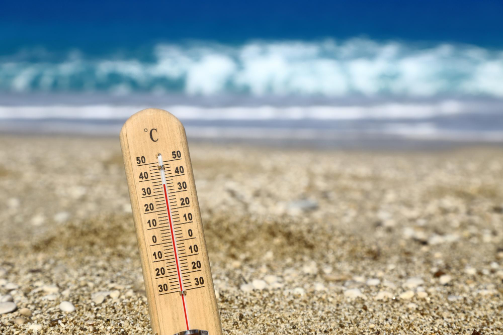 Gelso e alberi, le scelte dei vivai contro il caldo