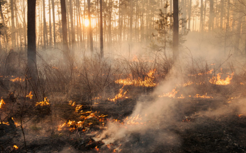 Appello del Parco dell’Appennino per prevenire incendi estivi