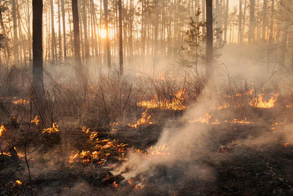 Appello del Parco dell’Appennino per prevenire incendi estivi